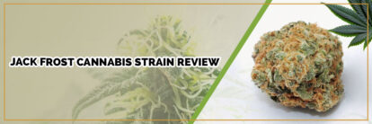 image of jack frost cannabis strain page banner