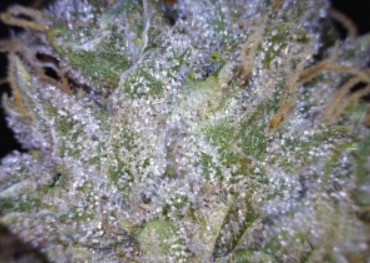 Merlot cannabis flower close up