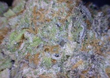 Purple Paralysis cannabis flower close up