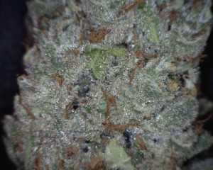 Sour Jack cannabis flower close up