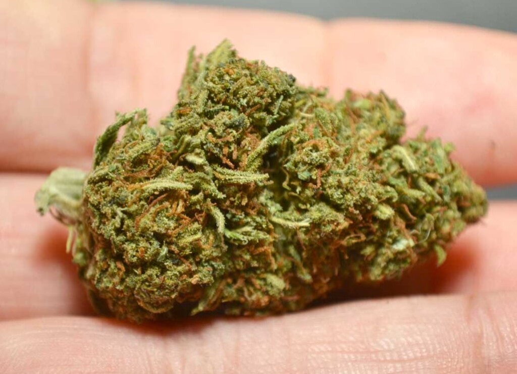 Sour Space Candy Cannabis Strain Review Industrial Hemp Farms