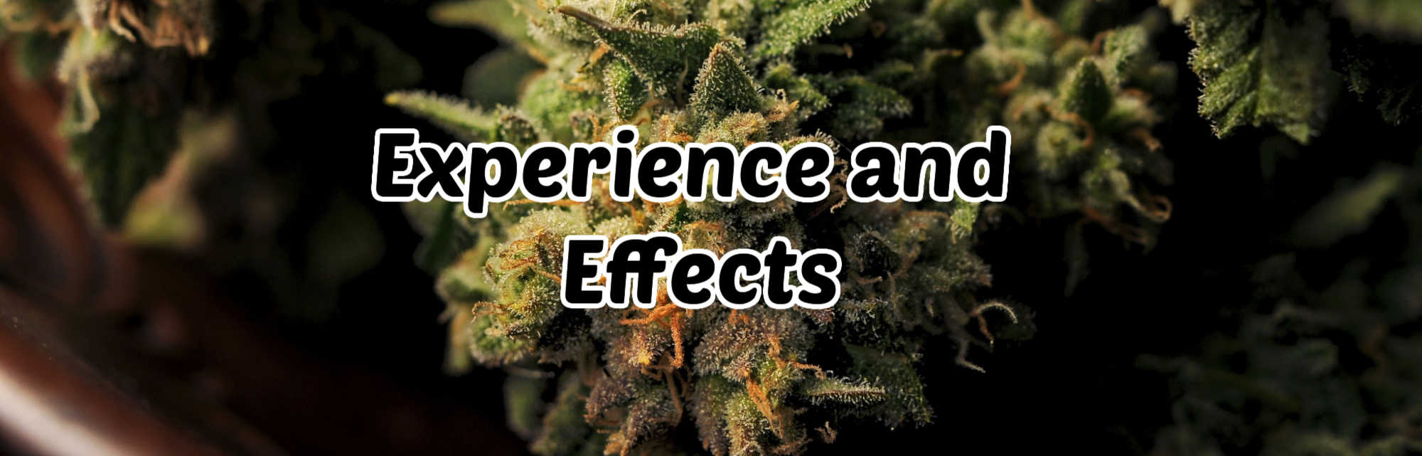 image of special sauce cannabis strain experience and effects