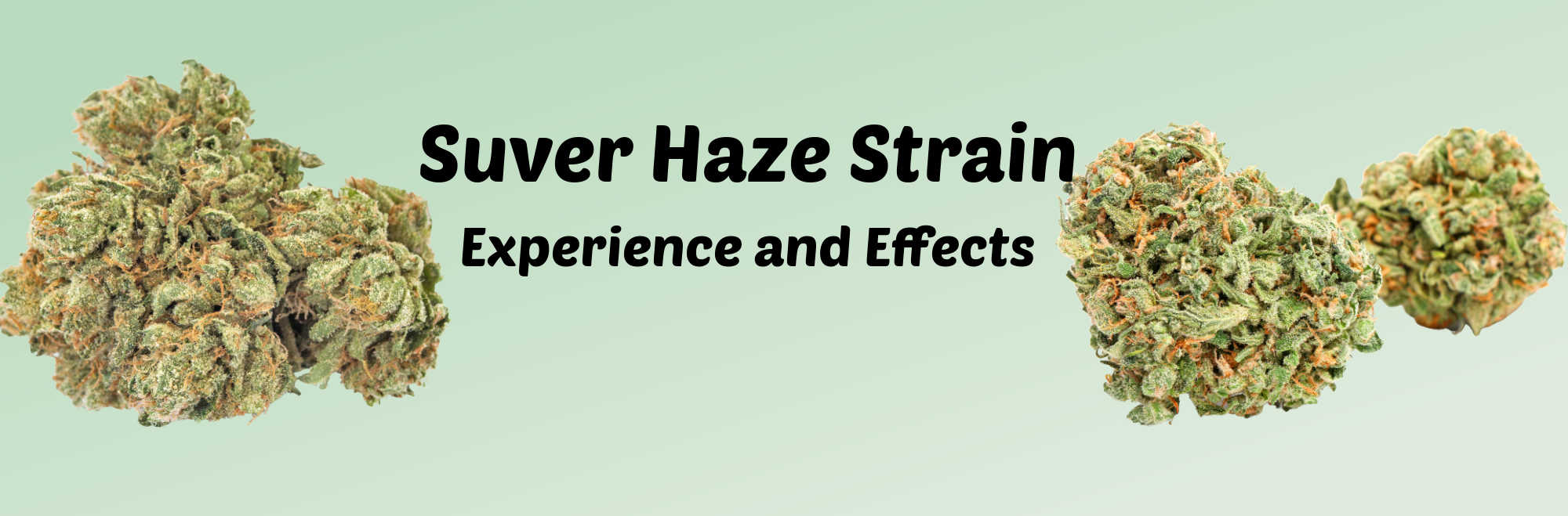 image of suver haze strain experience and effects