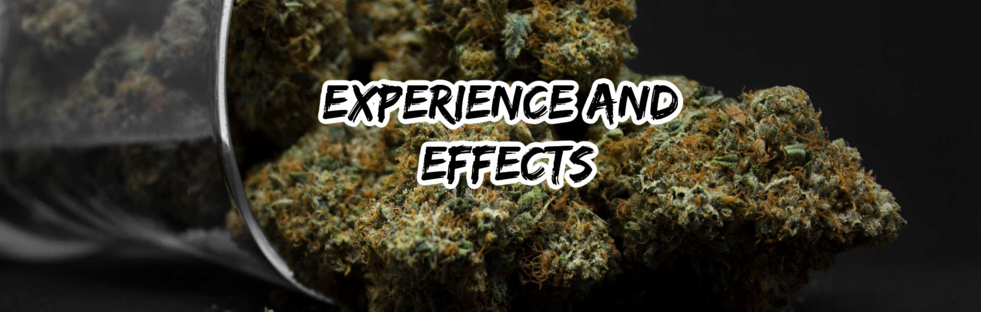 image of tokyo cannabis strain experience and effects