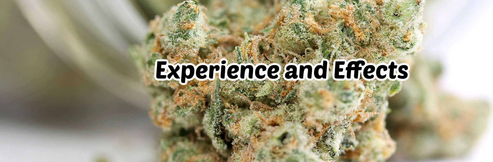 image of merlot cannabis strain experience and effects 