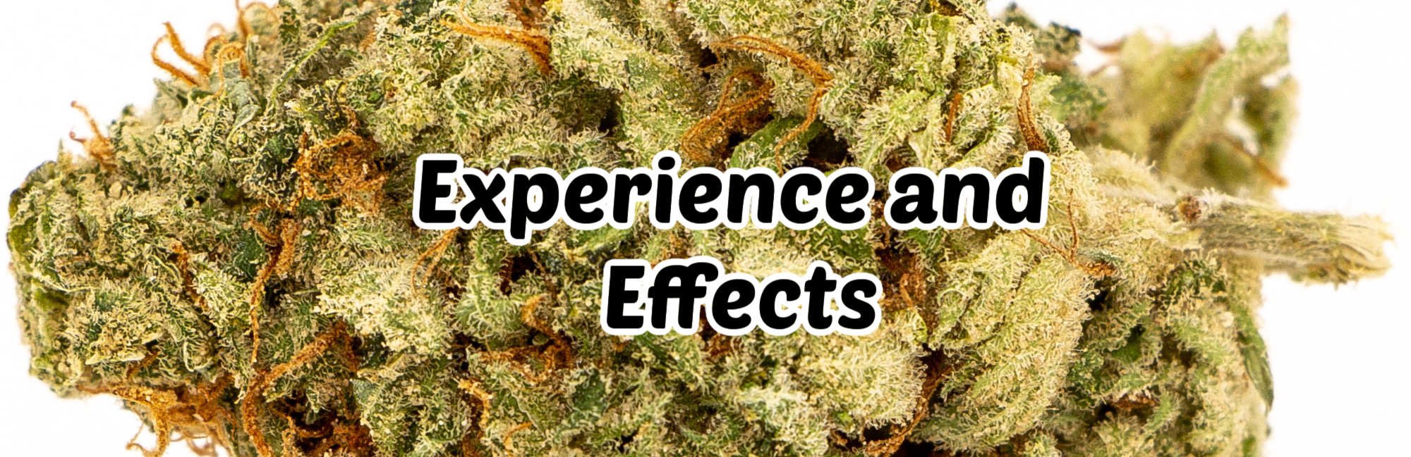 image of white widow strain experience and effects