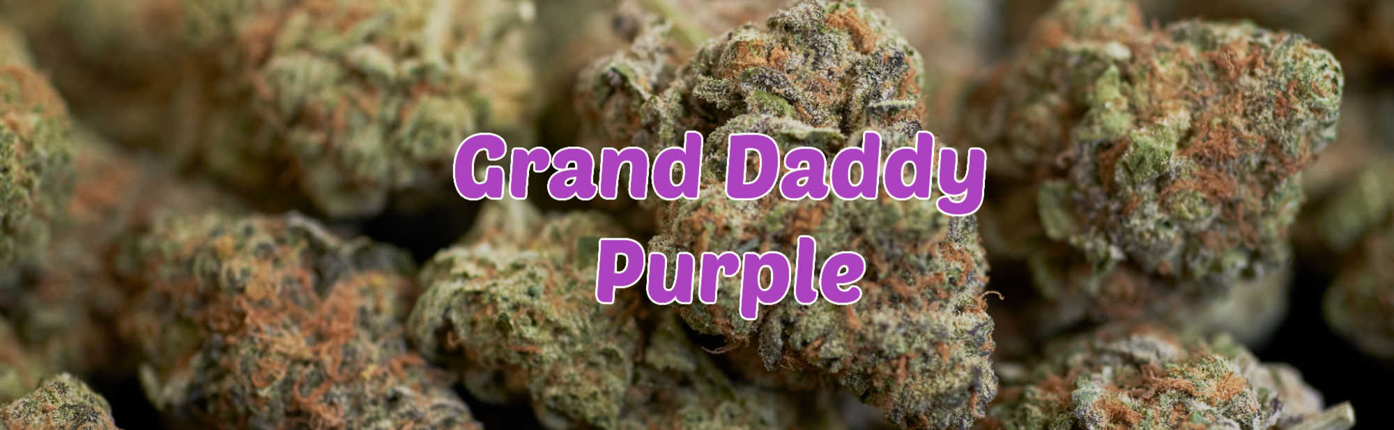 image of grand daddy purple lineage