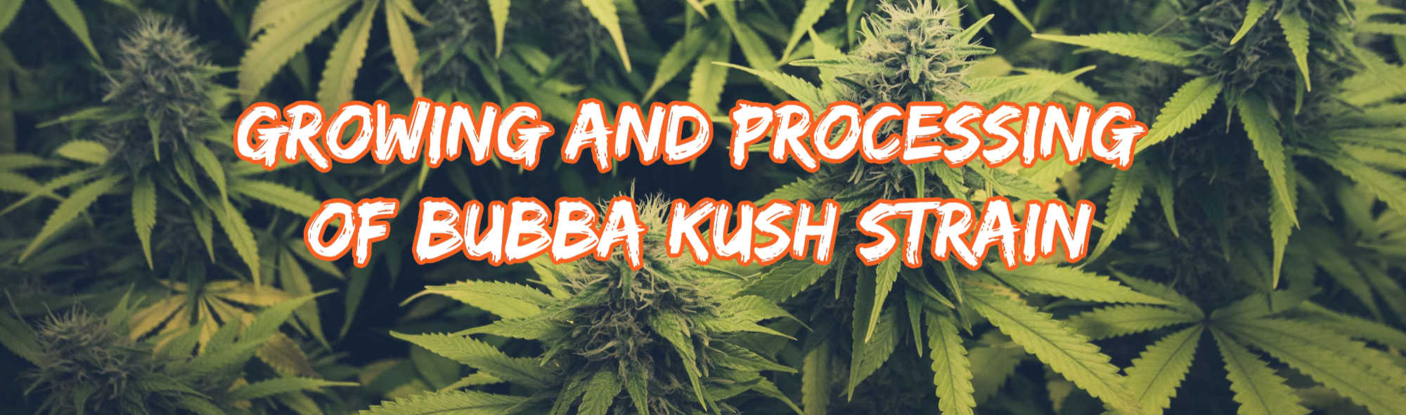 image of growing and processing of bubba kush strain