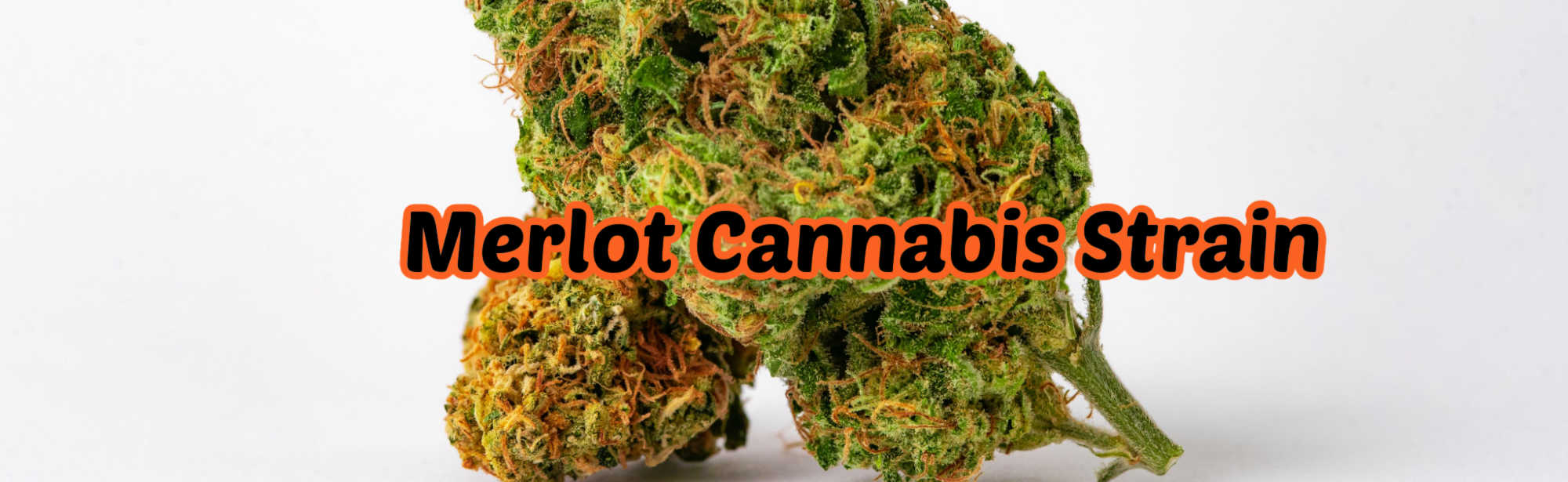 image of merlot cannabis strain