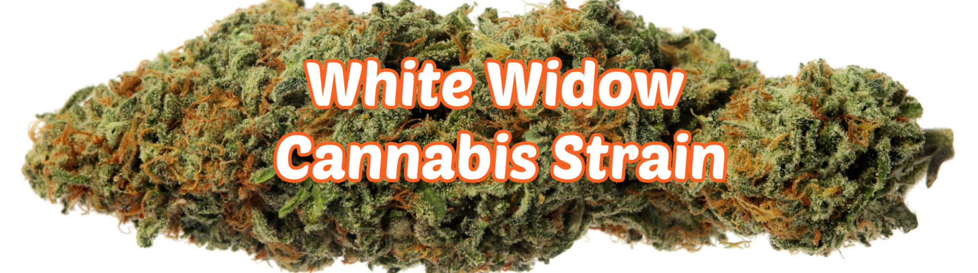 image of white widow strain