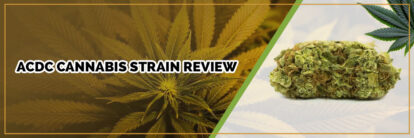 image of acdc cannabis strain page banner