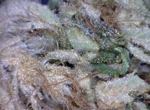 Amnesia Haze Cannabis flower close up