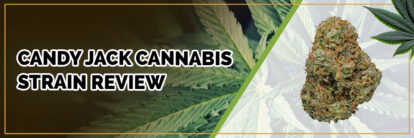 image of candy jack cannabis strain page banner