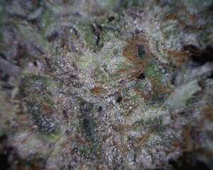 Candy Jack cannabis flower close up