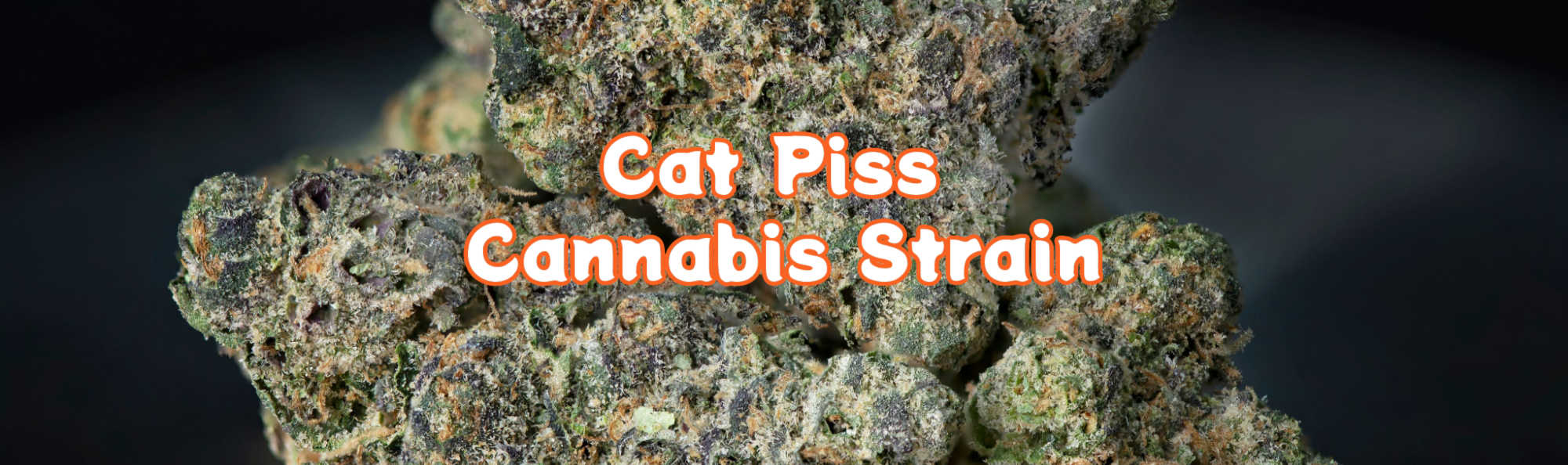 image of cat piss cannabis strain