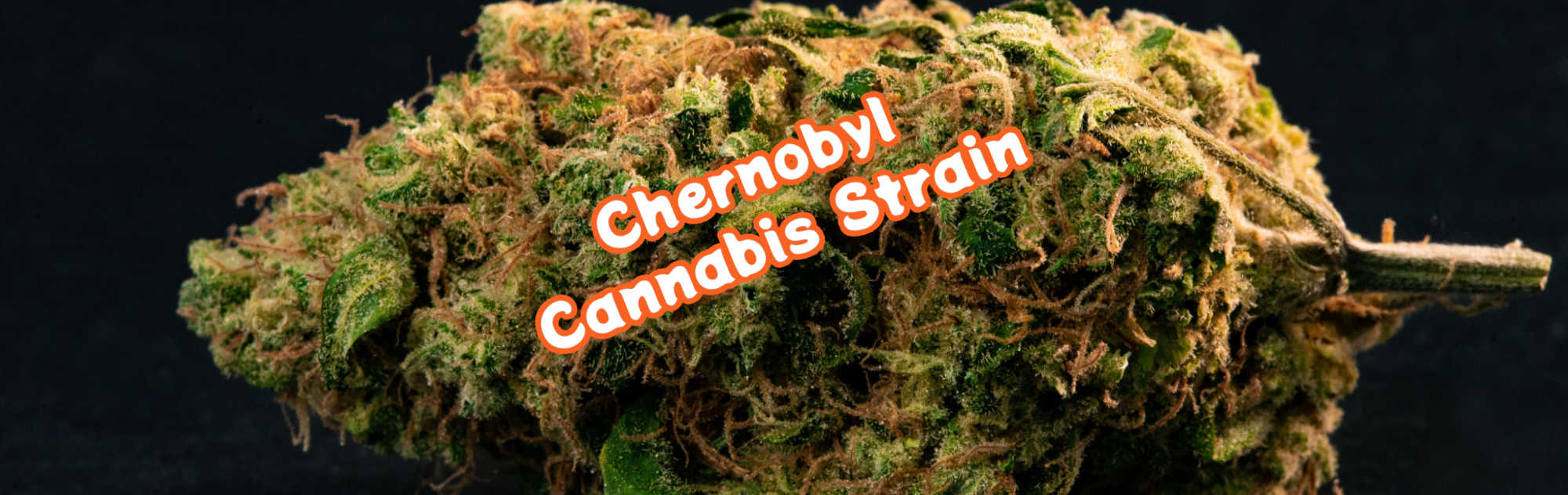 image of chernobyl cannabis strain review