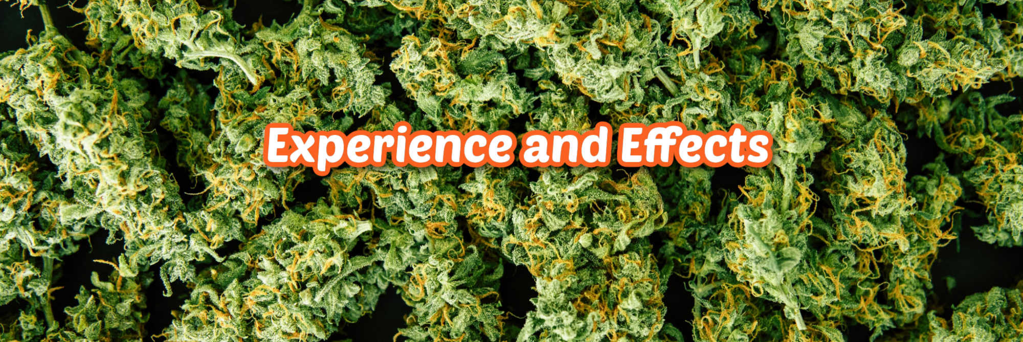 image of cookie dough strain experience and effects