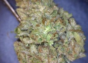 Alien OG Cannabis flower close up