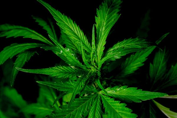 Black Widow Cannabis Strain Review - Industrial Hemp Farms