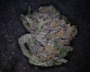 Candy land Cannabis flower close up