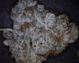 Diamond OG Cannabis flower close up