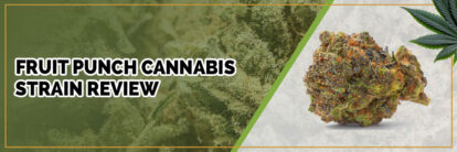 image of fruit punch cannabis strain review page banner