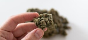 Game Changer Cannabis Bud