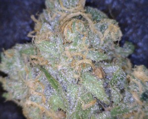 Game Changer Cannabis flower close up