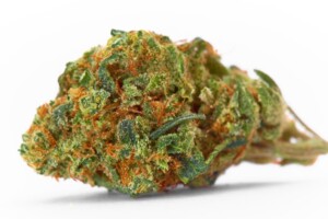Space Queen Cannabis Bud
