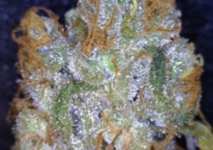Clementine Cannabis flower close up