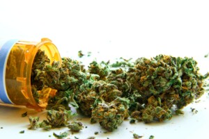 Glass Slipper Cannabis Bud