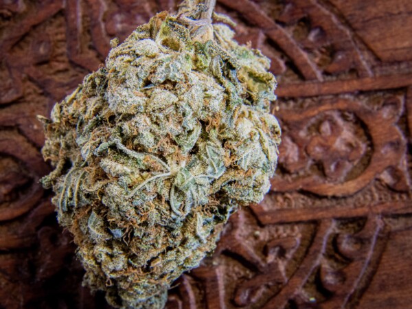 Grease Monkey Cannabis Strain Review - Industrial Hemp Farms