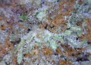Harlequin Cannabis flower close up