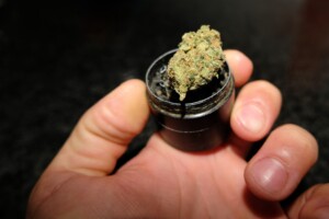 Mr. Nice Guy Cannabis bud