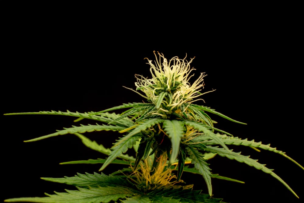 OG Kush Cannabis Strain Review - Industrial Hemp Farms
