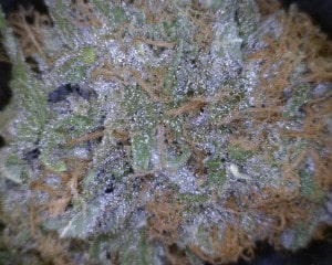 Purple Urkle Cannabis flower close up