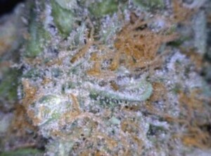 Vanilla Kush Cannabis flower close up