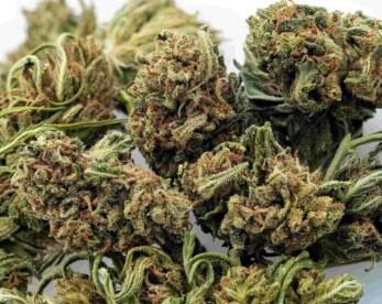 umpqua CBD hemp flower for sale online