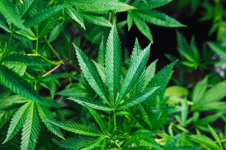Beleafer CBD Hemp Flower Vendor Review Industrial Hemp Farms