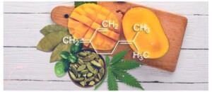 myrcene benefits