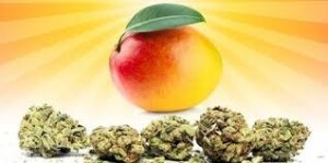 myrcene benefits