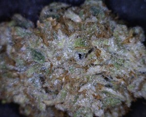 Blueberry Pie Cannabis flower close up