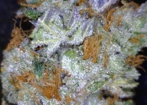 Chemdawg Cannabis flower close up