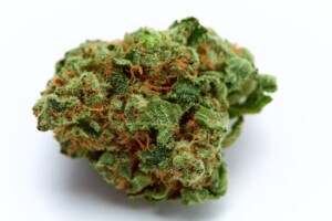 Golden Goat Cannabis bud