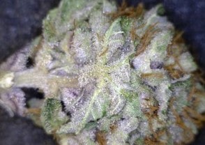 L.A. Confidential Cannabis flower close up