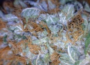 Lemon Cake Cannabis flower close up