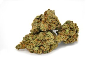 Mango Kush Cannabis bud