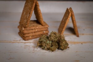 Orange Cookies Cannabis bud