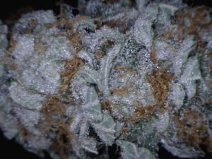 Paris OG Cannabis flower close up