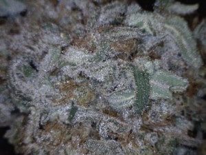 Permafrost Cannabis flower close up